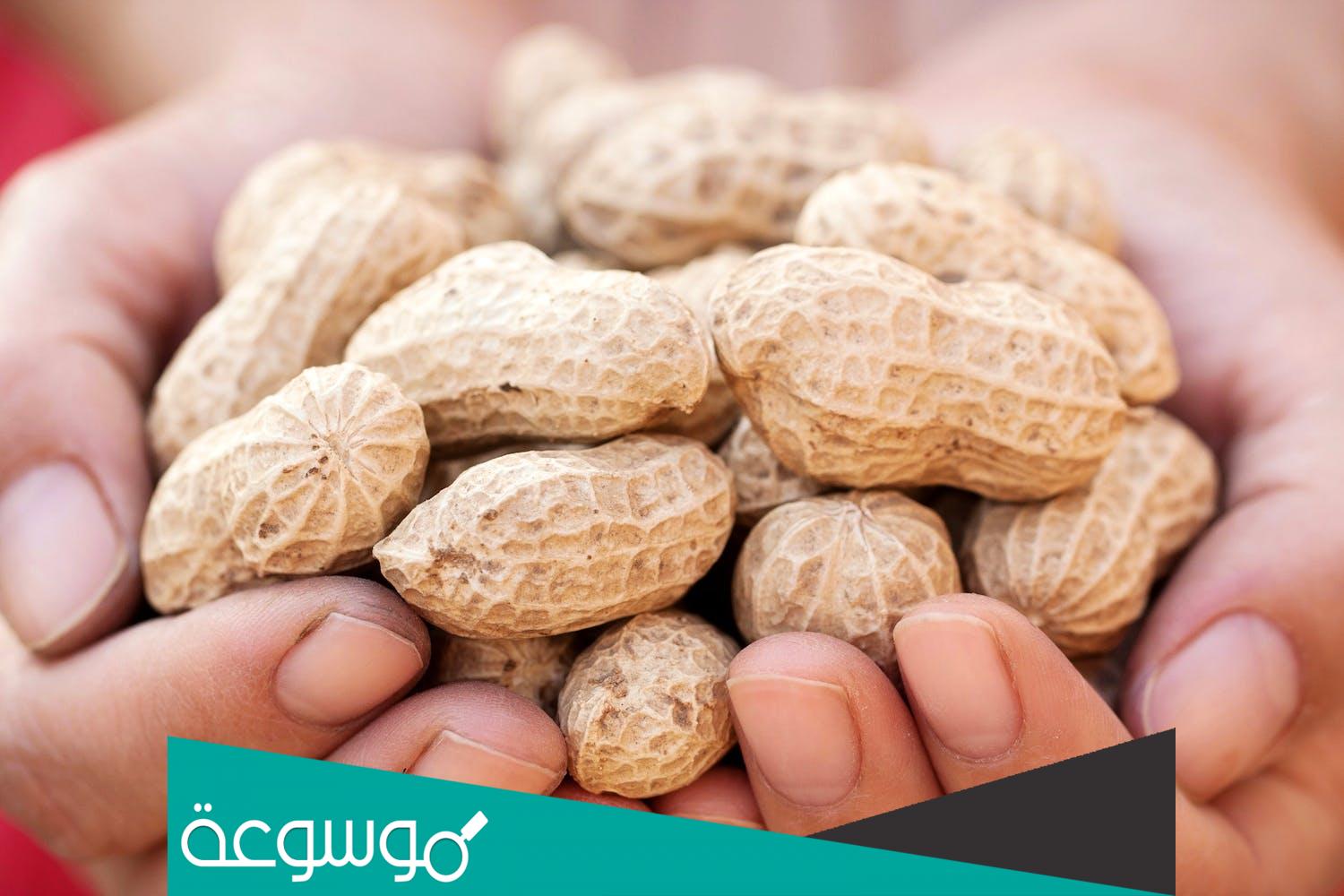 اسم السبال المملح بالاماراتي