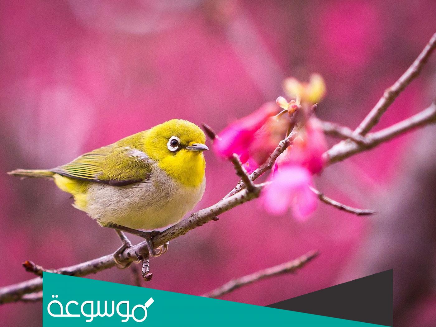 اسماء عصافير كيوت ونصائح هامة عند اختيار اسم الطائر الخاص