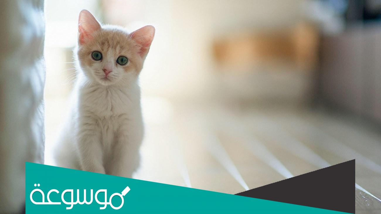 افضل أسماء قطط ذكور واناث
