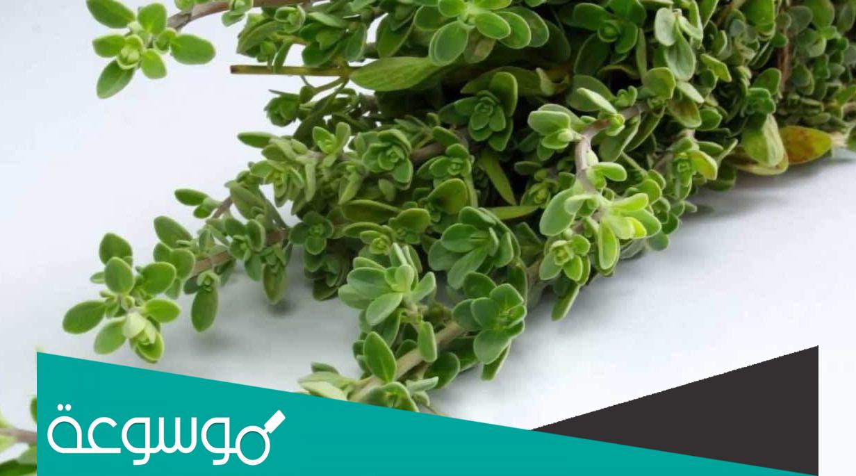 البردقوش للحمل.. تعرفي على أهم فوائد البردقوش للحمل