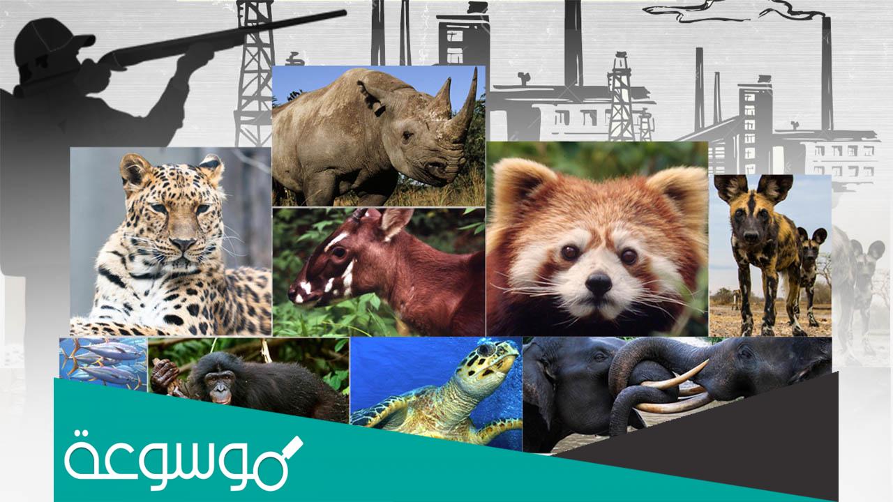 الحيوانات المنقرضة ما بين الأسباب والحل