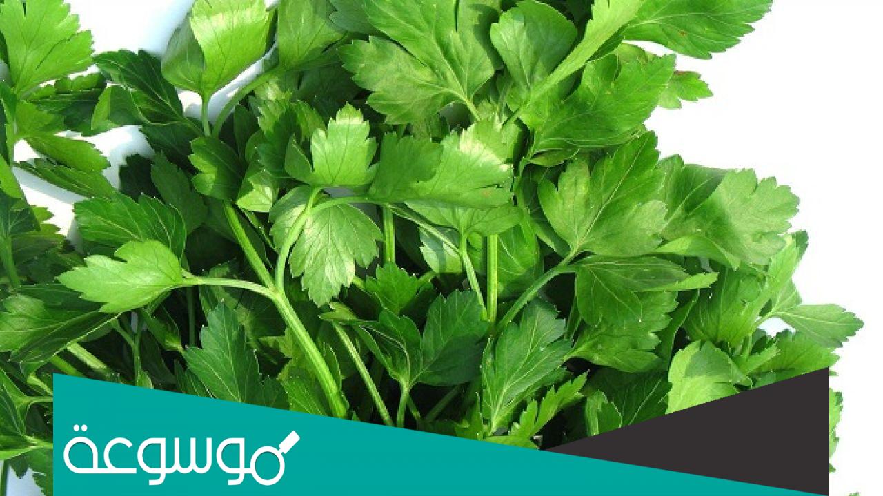 الفرق بين الكزبرة والبقدونس