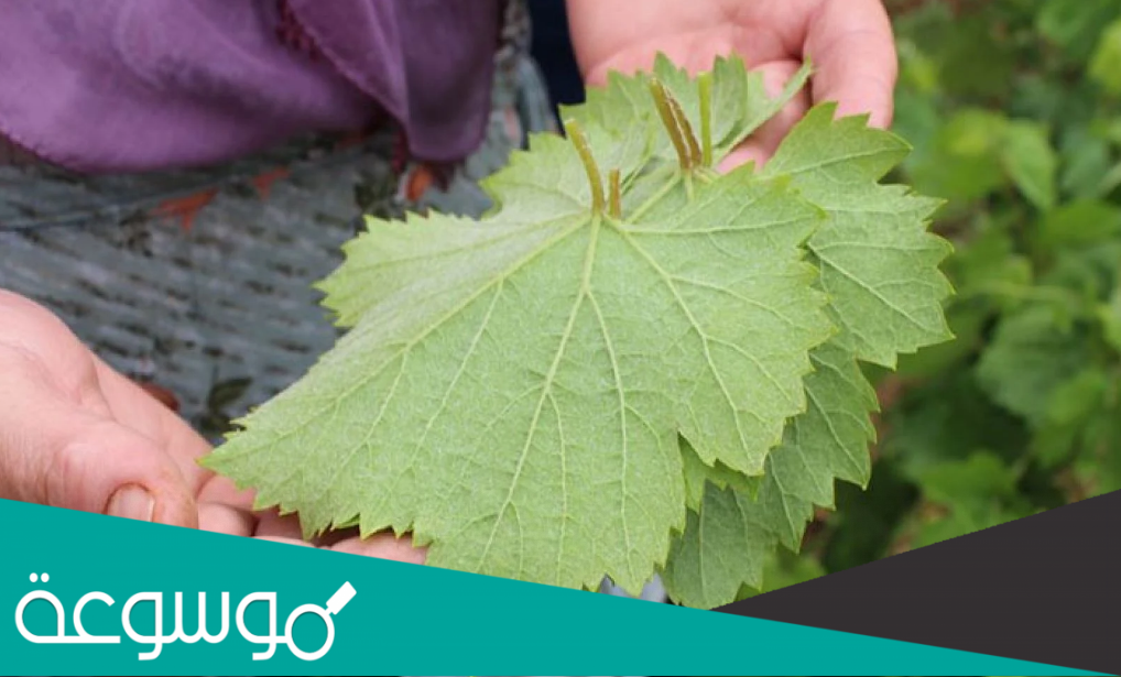 الفرق بين ورق العنب وورق التوت