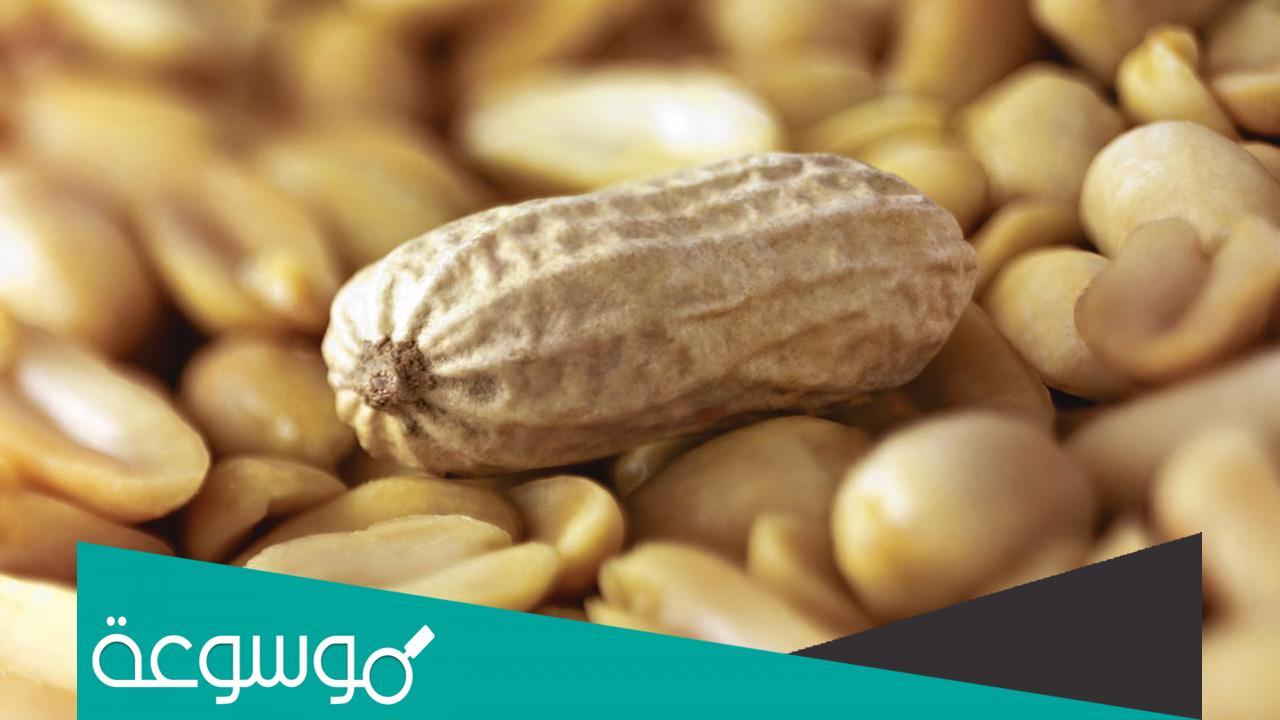 الفول السوداني في الامارات