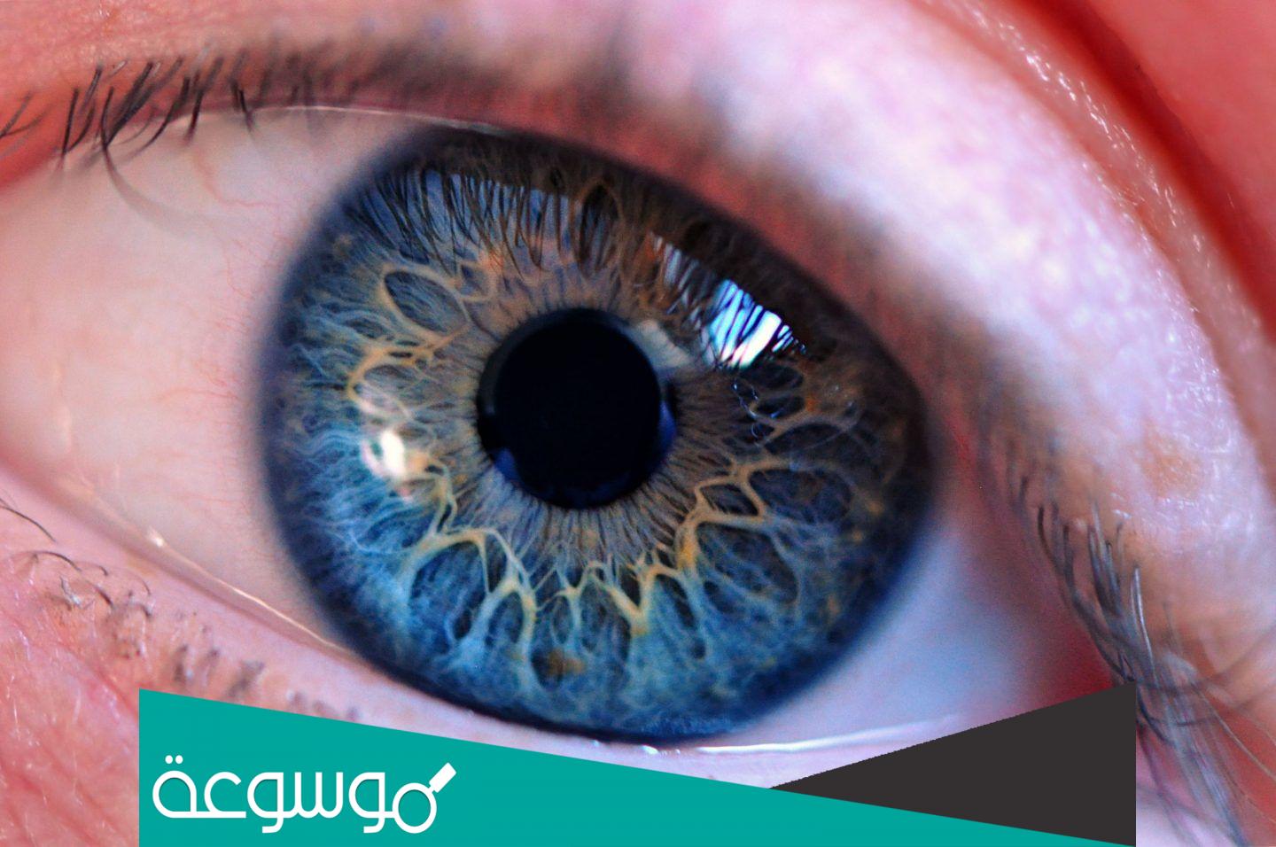 اين تقع عدسة العين وبماذا تمتاز