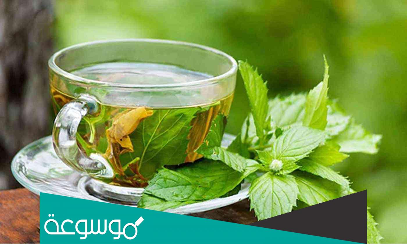تجربتي مع الشاي الأبيض للتنحيف متى يشرب وكم كيلو