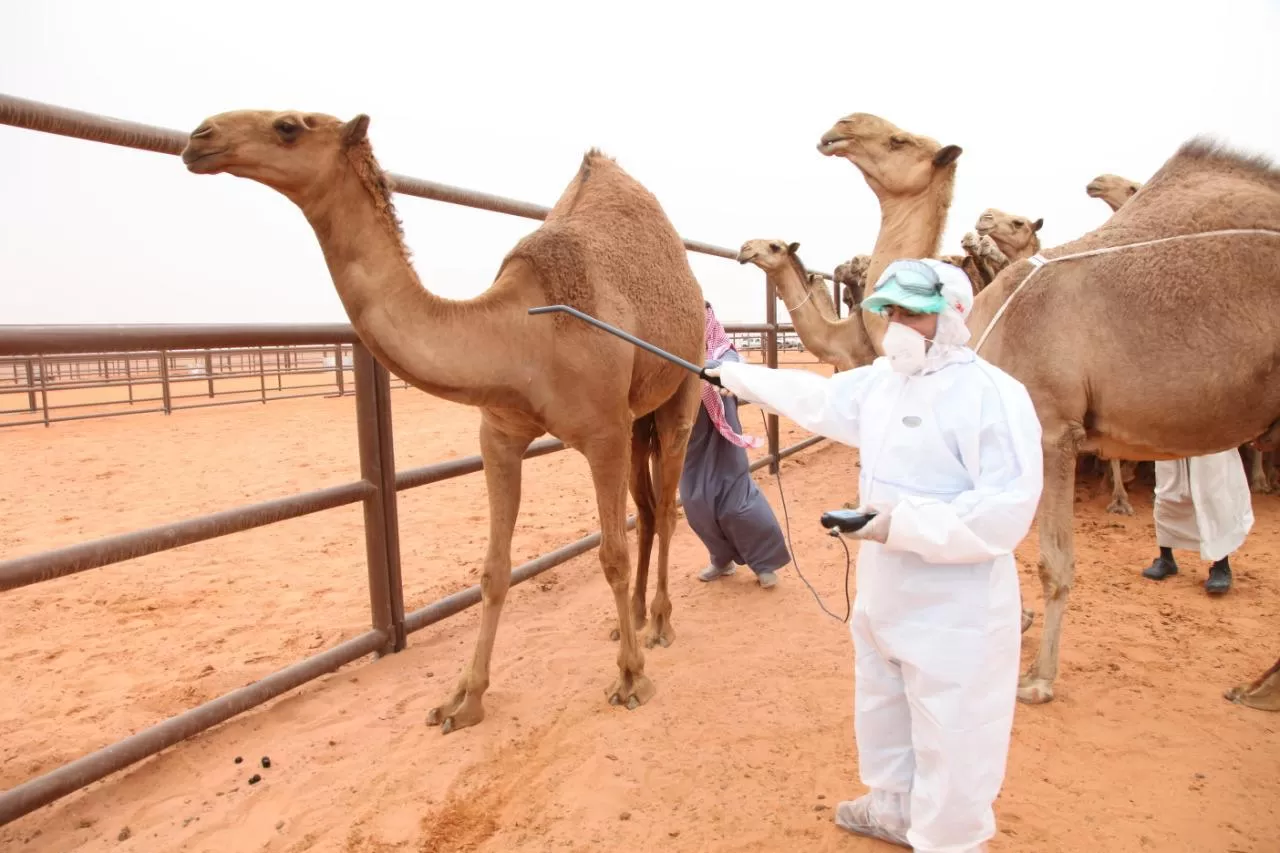 ترقيم الإبل تسجيل الدخول 2022 شروط خدمة ترقيم