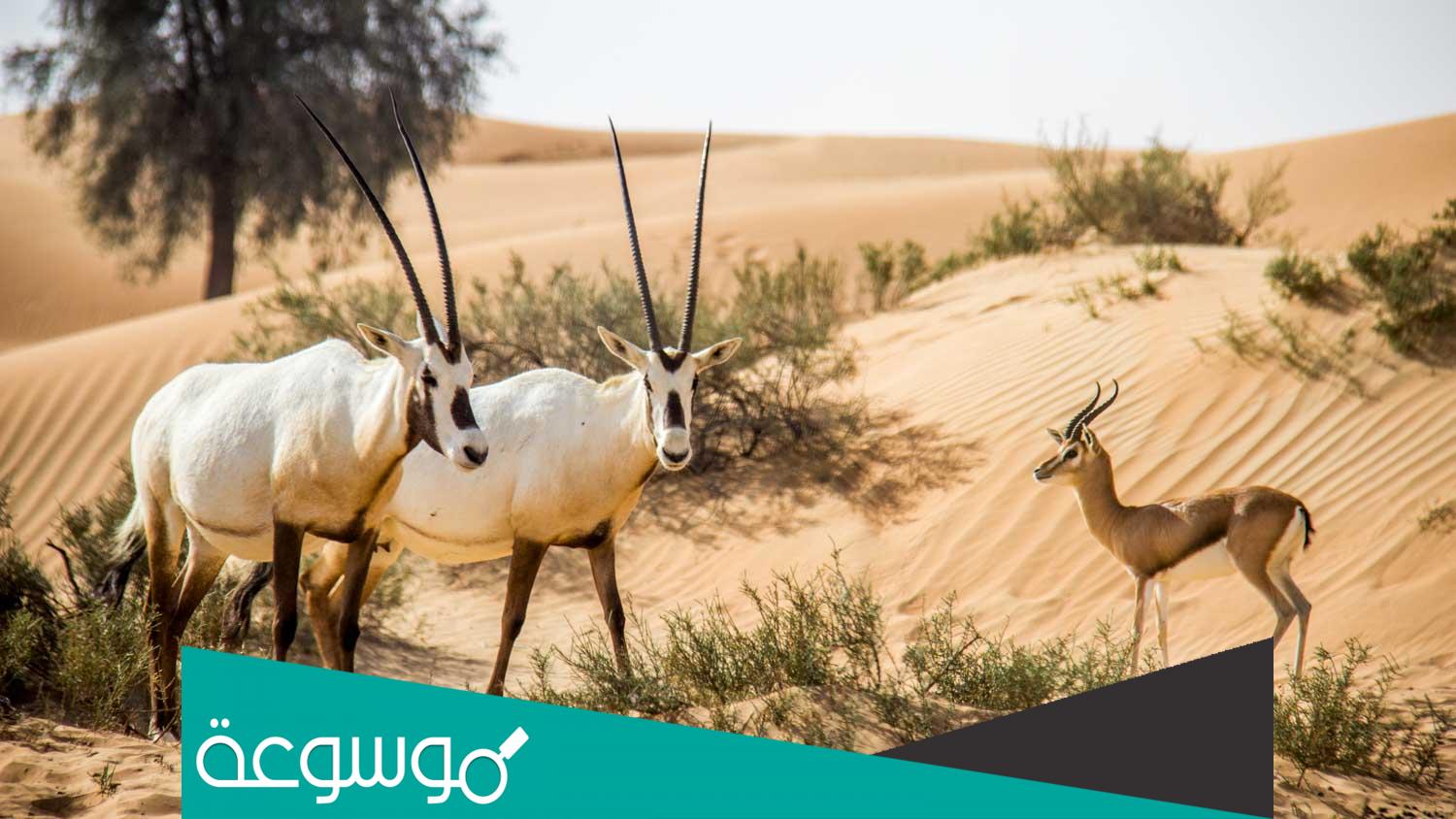 تعبير عن زيارة محمية العرين
