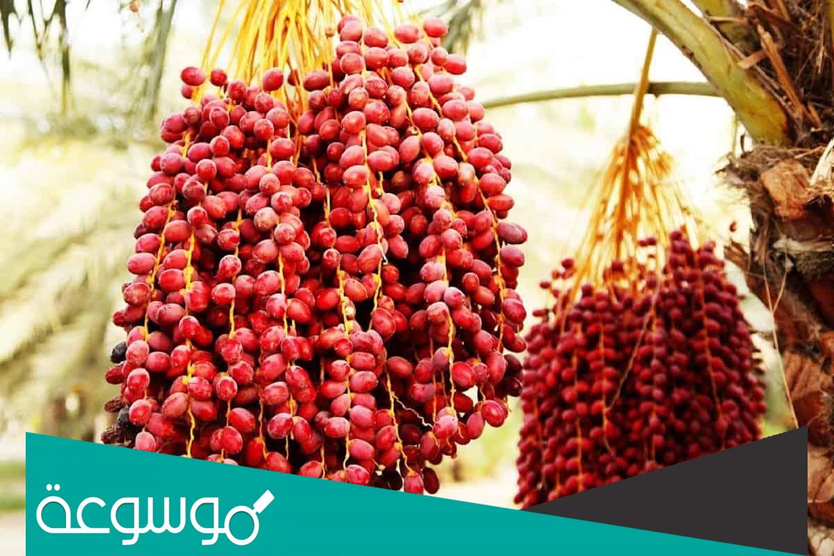 تفسير حلم البلح الأسود في المنام لابن سيرين