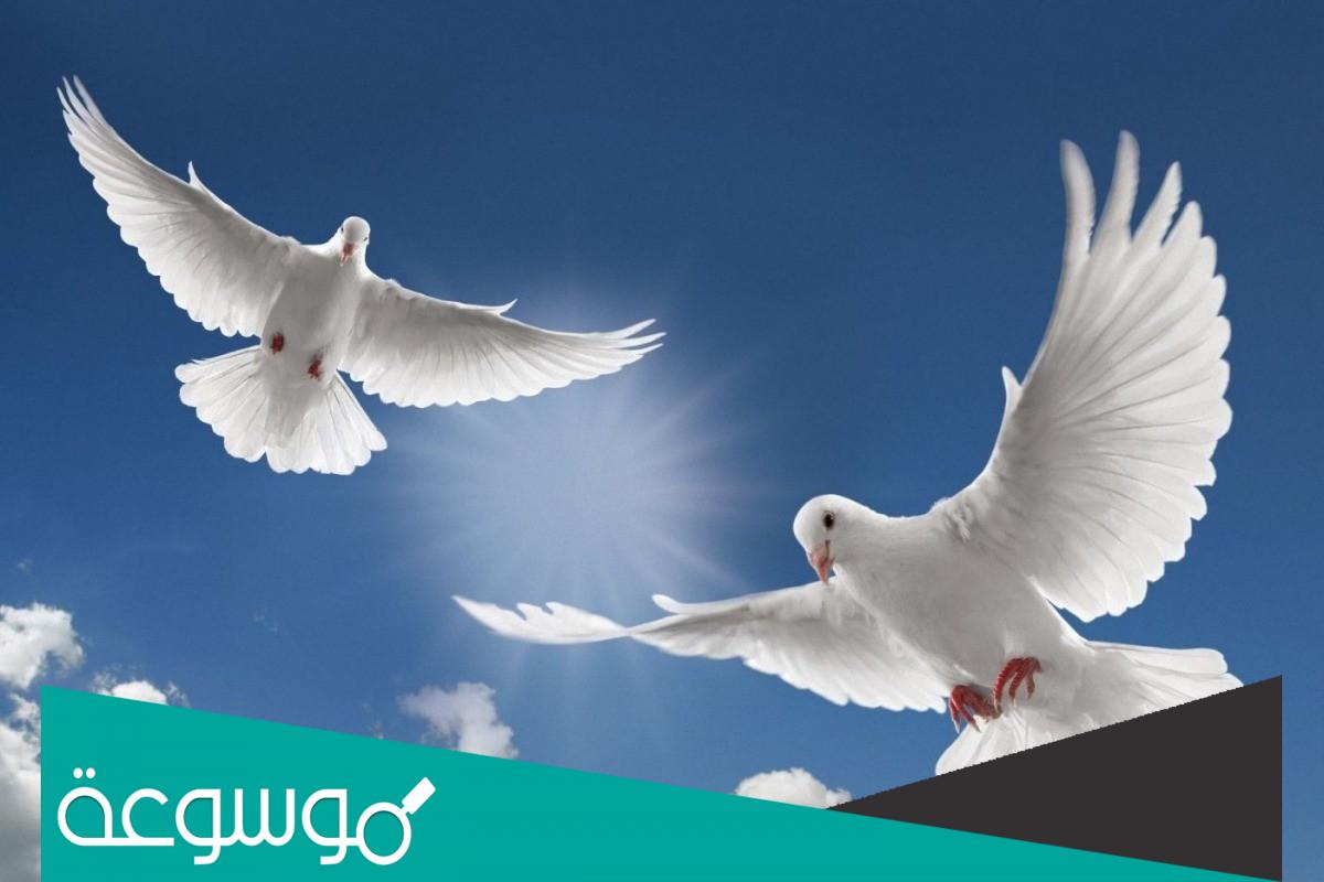 تفسير حلم صيد الحمام باليد في المنام لابن سيرين