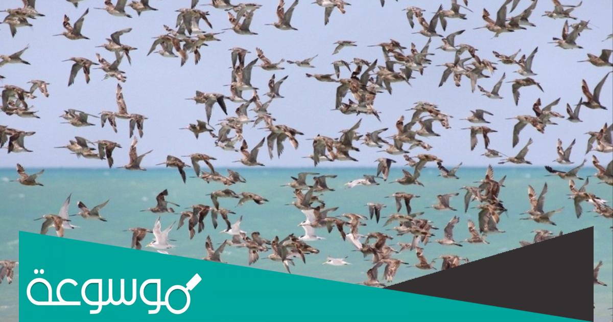 جدول هجرة الطيور 1443 في المملكة العربية السعودية