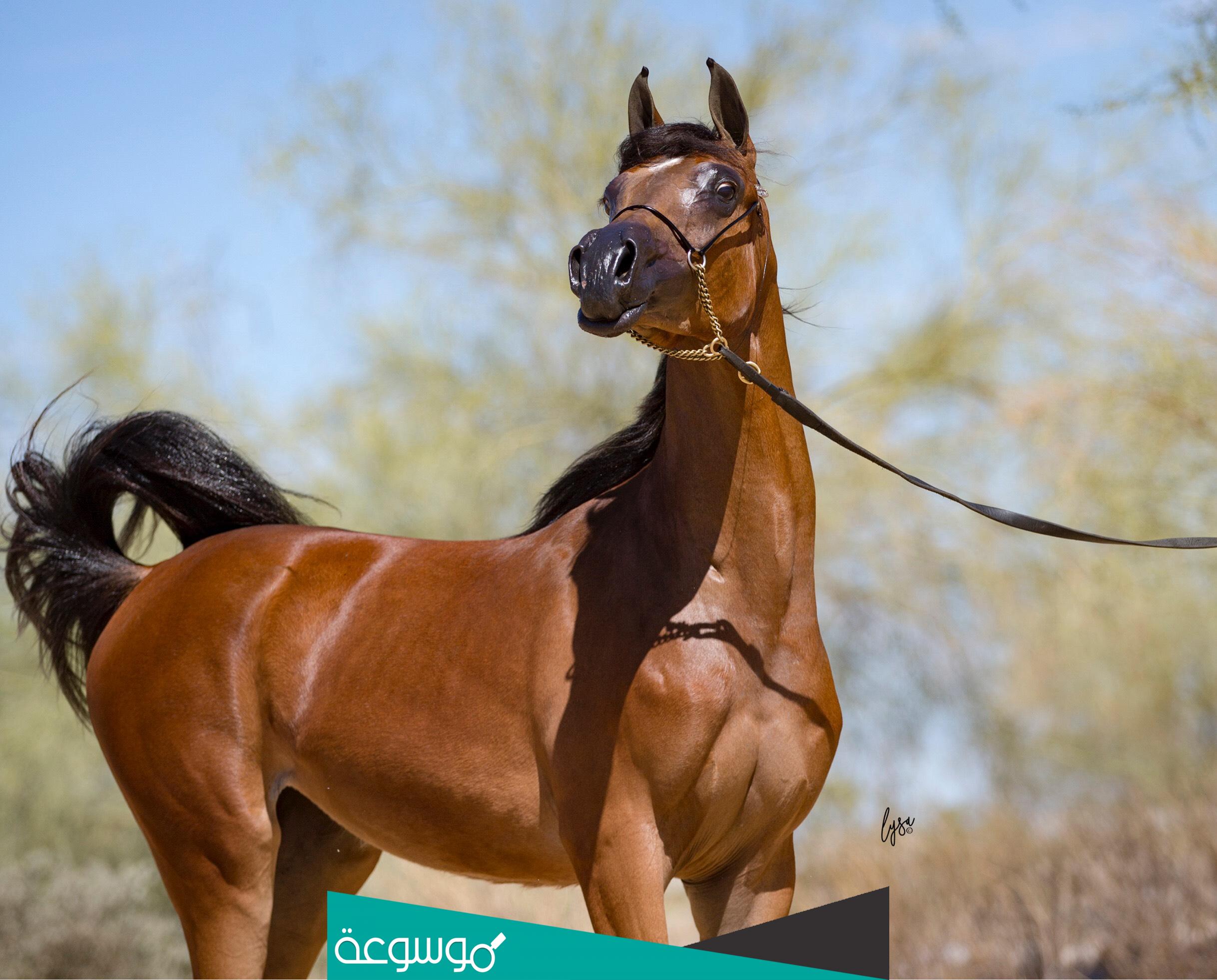 من هو أول من اعتلى ظهور الخيل؟