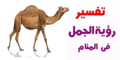 رؤية الجمل في المنام للمتزوجة والحامل والمطلقة والرجل