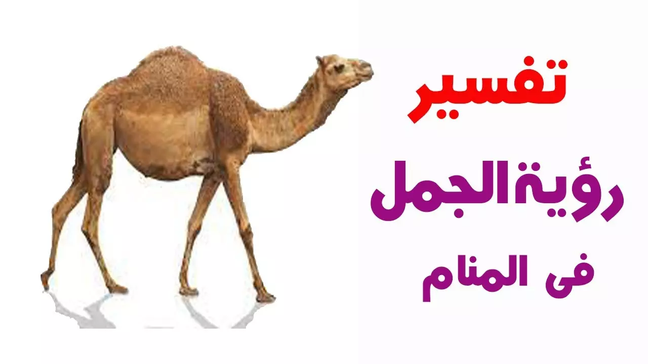 رؤية الجمل في المنام للمتزوجة والحامل والمطلقة والرجل