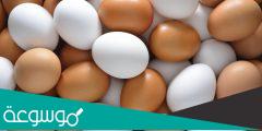 كم سعر البيض في البحرين