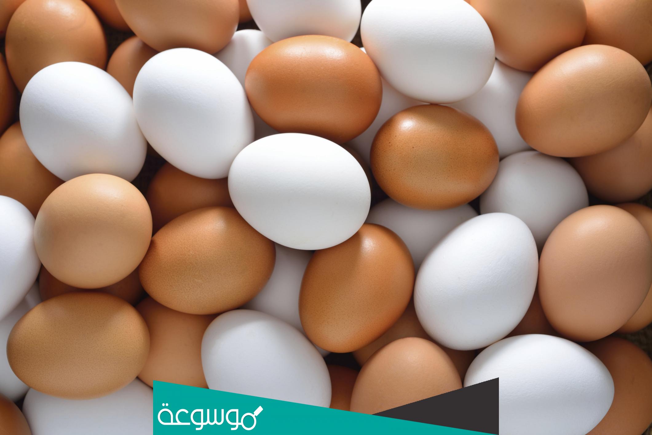 كم سعر البيض في البحرين