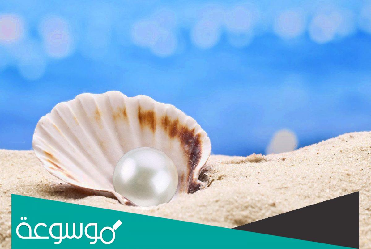 كم سعر اللؤلؤ في السعودية