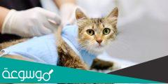 كم سعر عملية التعقيم القطط في السعودية