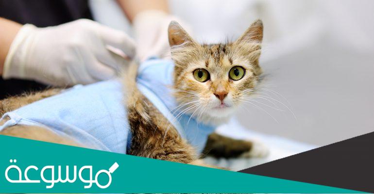 كم سعر عملية التعقيم القطط في السعودية