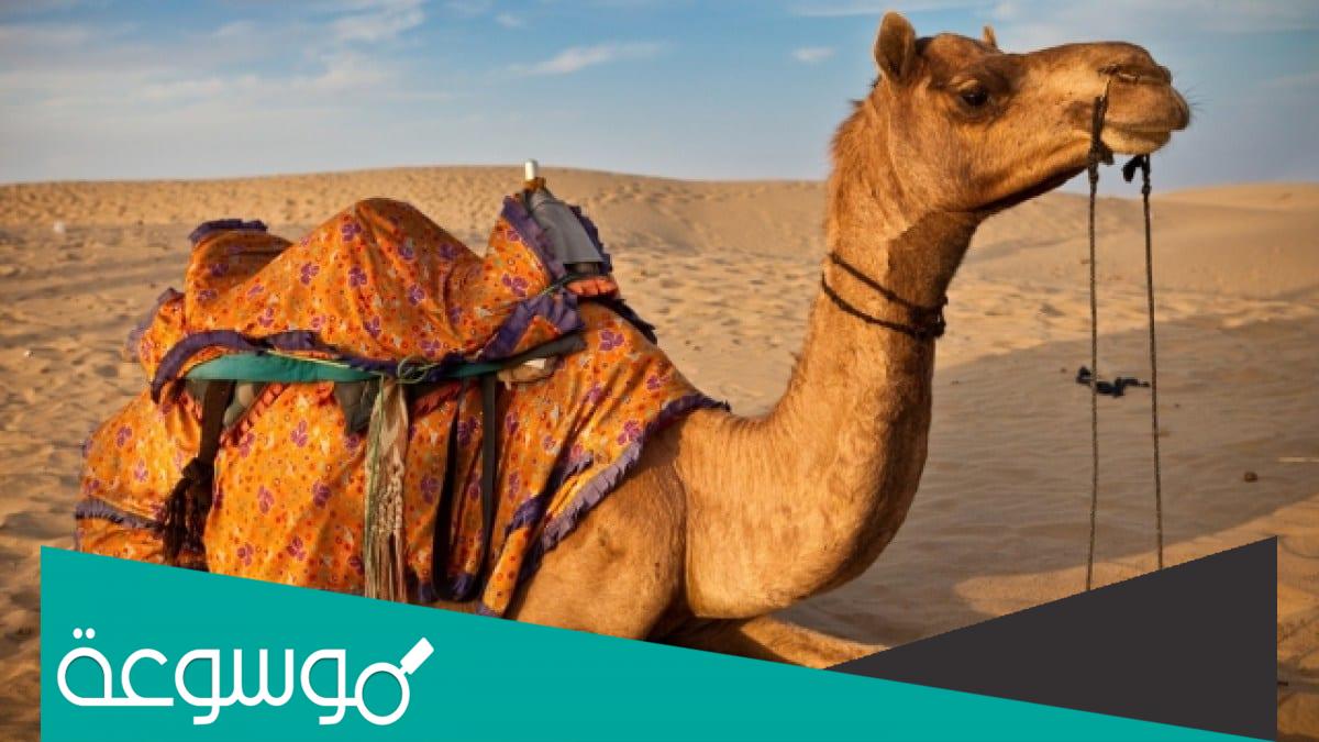 كم عدد اسنان الجمل