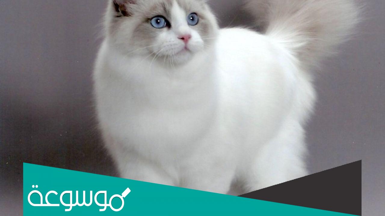 كم مدة حمل القطط الشيرازي