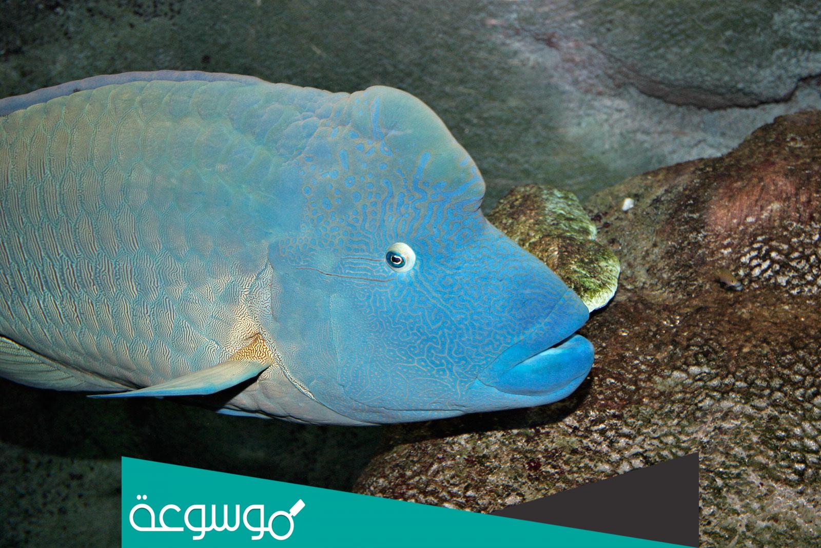 كم وزن سمك الطرباني