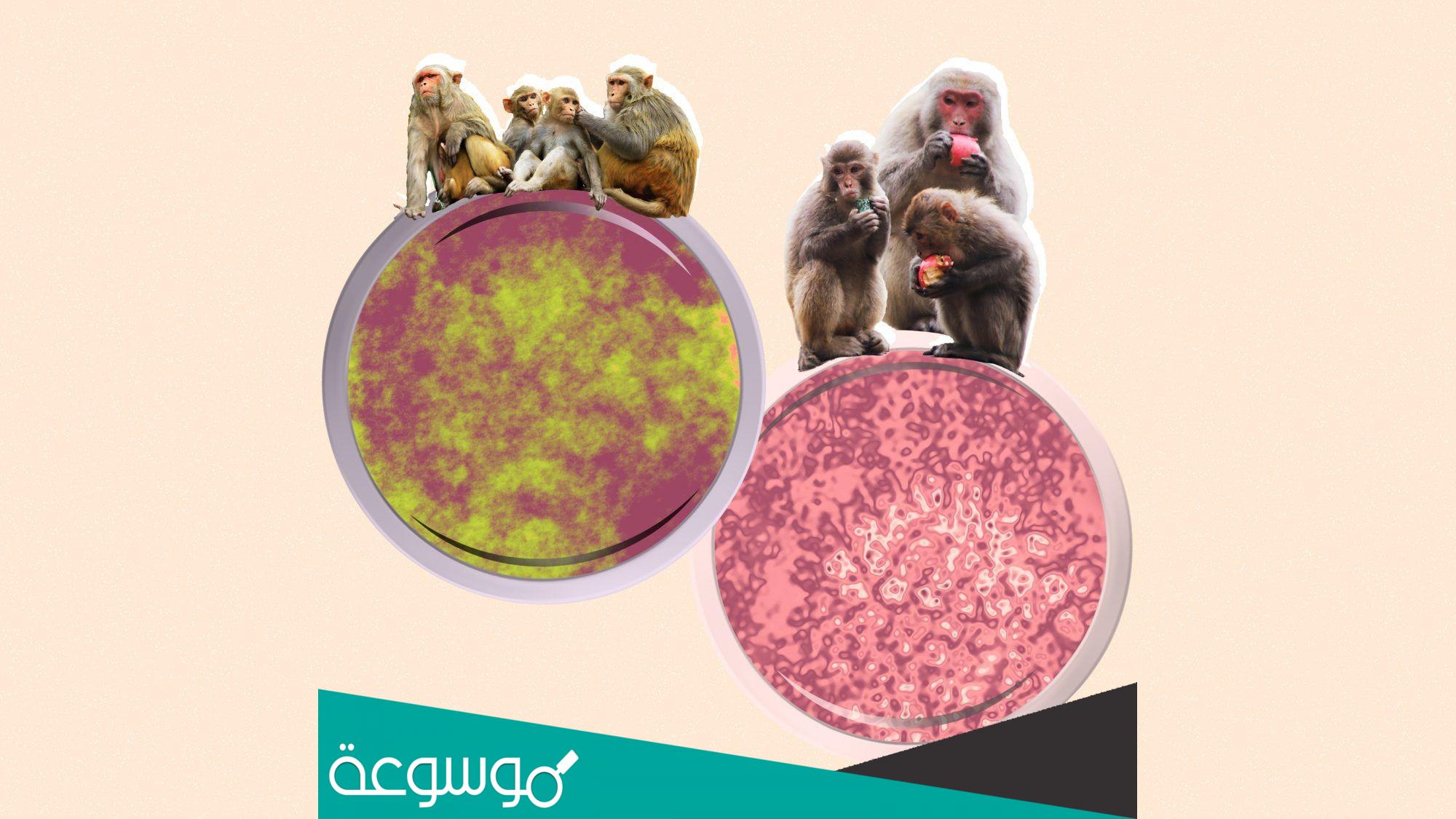 كيفية انتقال جدري القرود