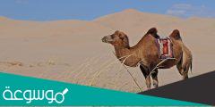 لماذا الجمل يأكل التراب