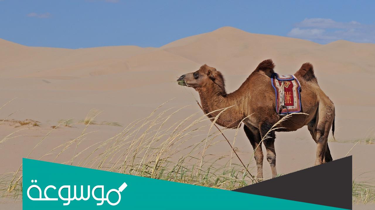 لماذا الجمل يأكل التراب