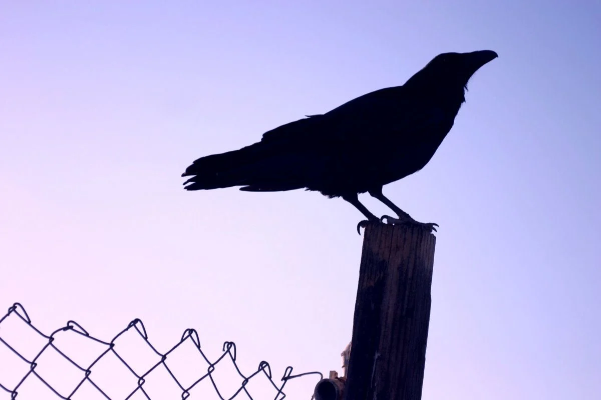 لماذا الغراب مكروه