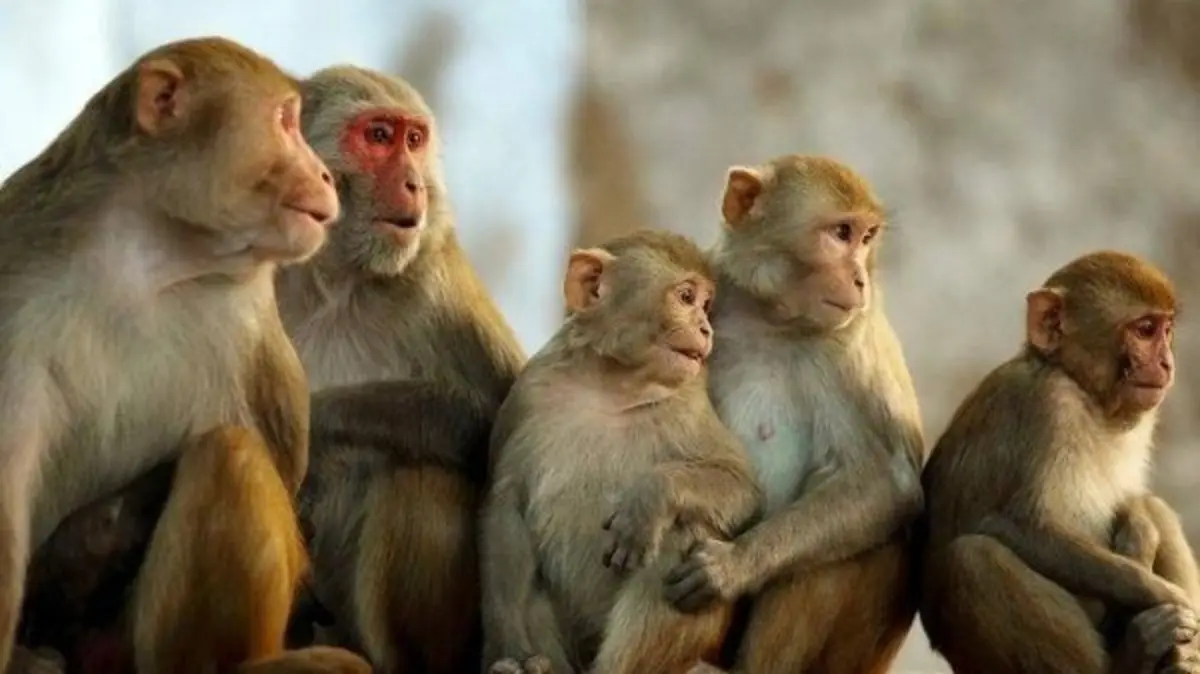 لماذا القرد يشبه الإنسان