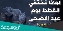 لماذا تختفي القطط يوم عيد الاضحى