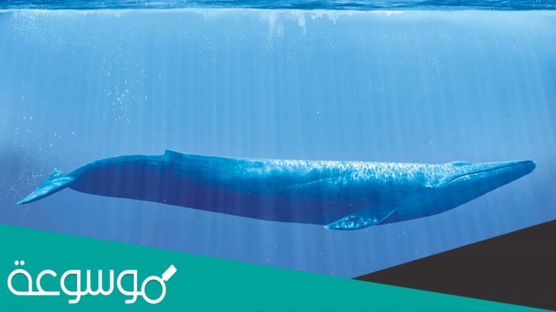 لماذا صرخ الحوت في بداية 2020