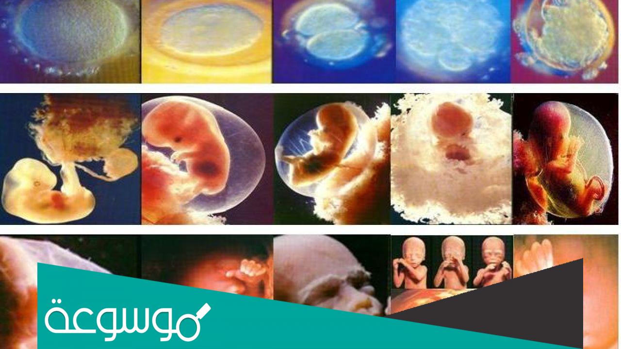 ما اول مرحله من خلق الانسان في بطن امه