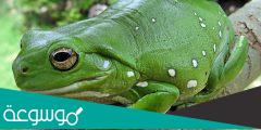 ما هو الاسم العلمي للضفدع