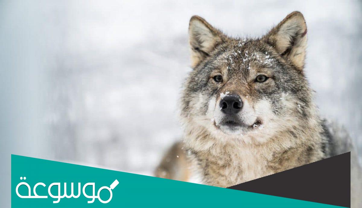 ما هو الحيوان الذي يطلق عليه ابو جعده