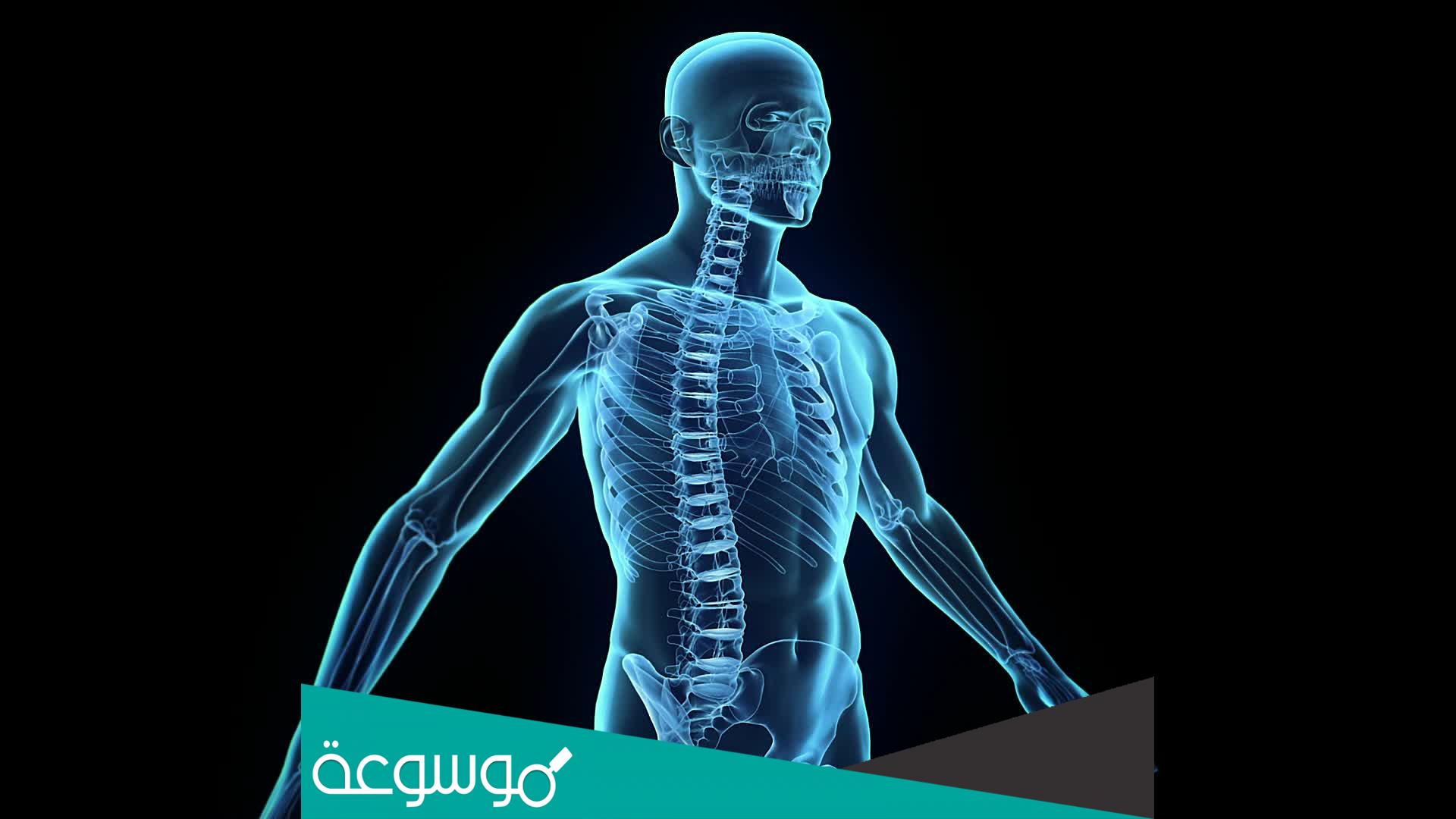 ما هو العضو في جسم الانسان لا يكبر حجمه من الولادة وحتي الوفاة ؟