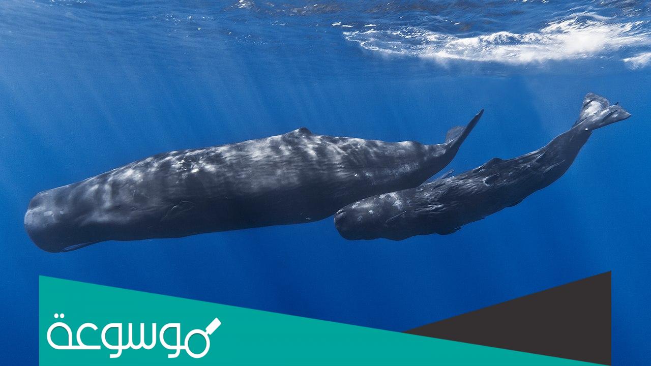 ما هو العنبر الحوت