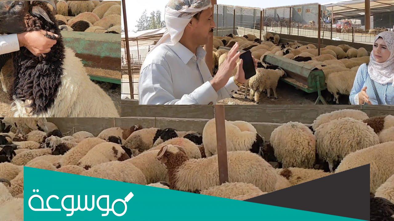 ما هو الفرق بين الخروف البرقي والبلدي؟