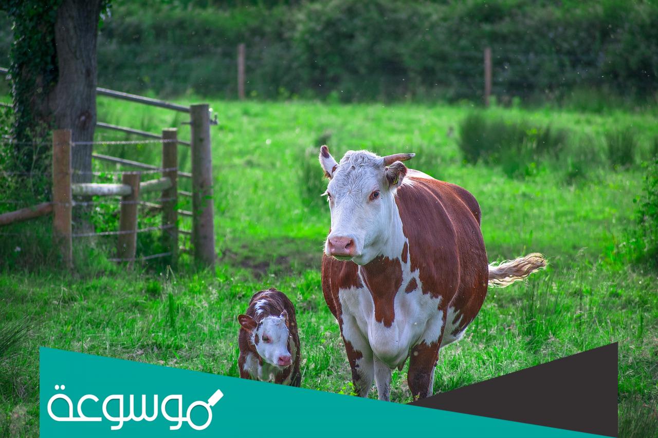 ما هو الفرق بين العجل والبقرة