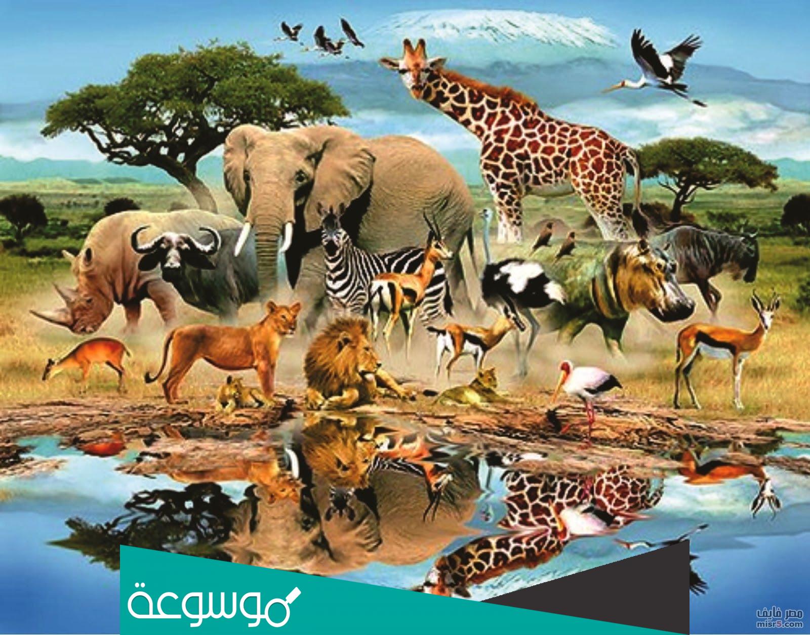 ما هي الحيوانات الكانسة؟