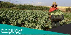 ما هي مشاكل الزراعة في الجزائر