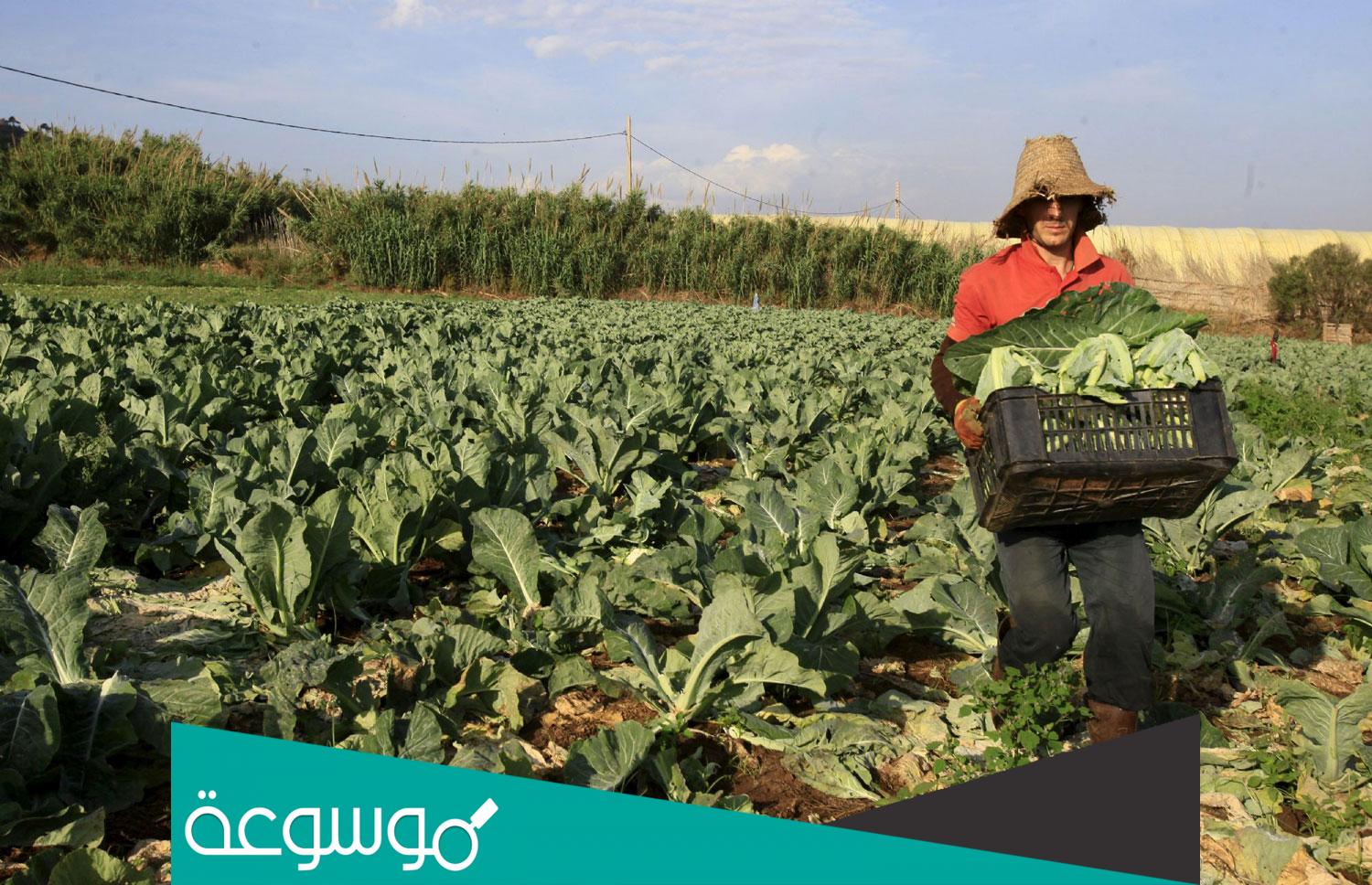 ما هي مشاكل الزراعة في الجزائر