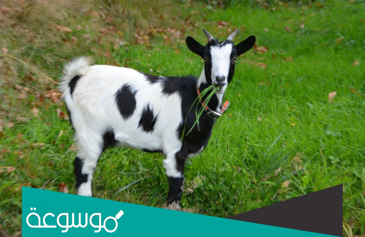 ماذا يسمى ولد الماعز