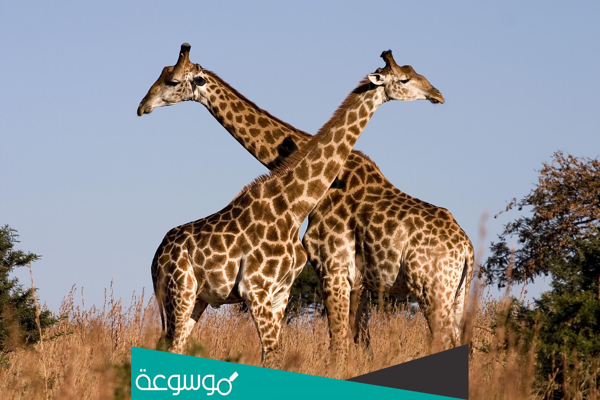 ماهو الحيوان الذي يتحمل العطش اكثر