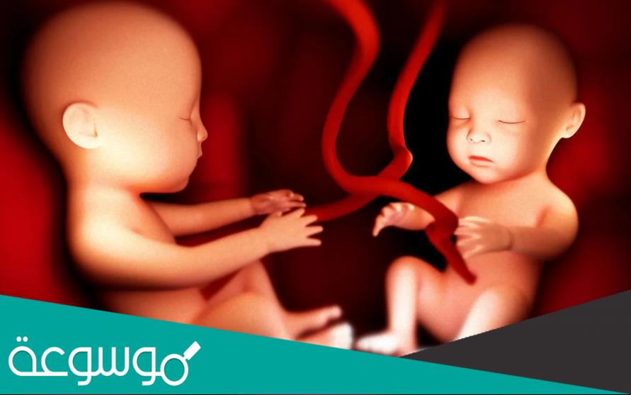 معلومات عن حبوب vitex للحمل بتوأم ذكور