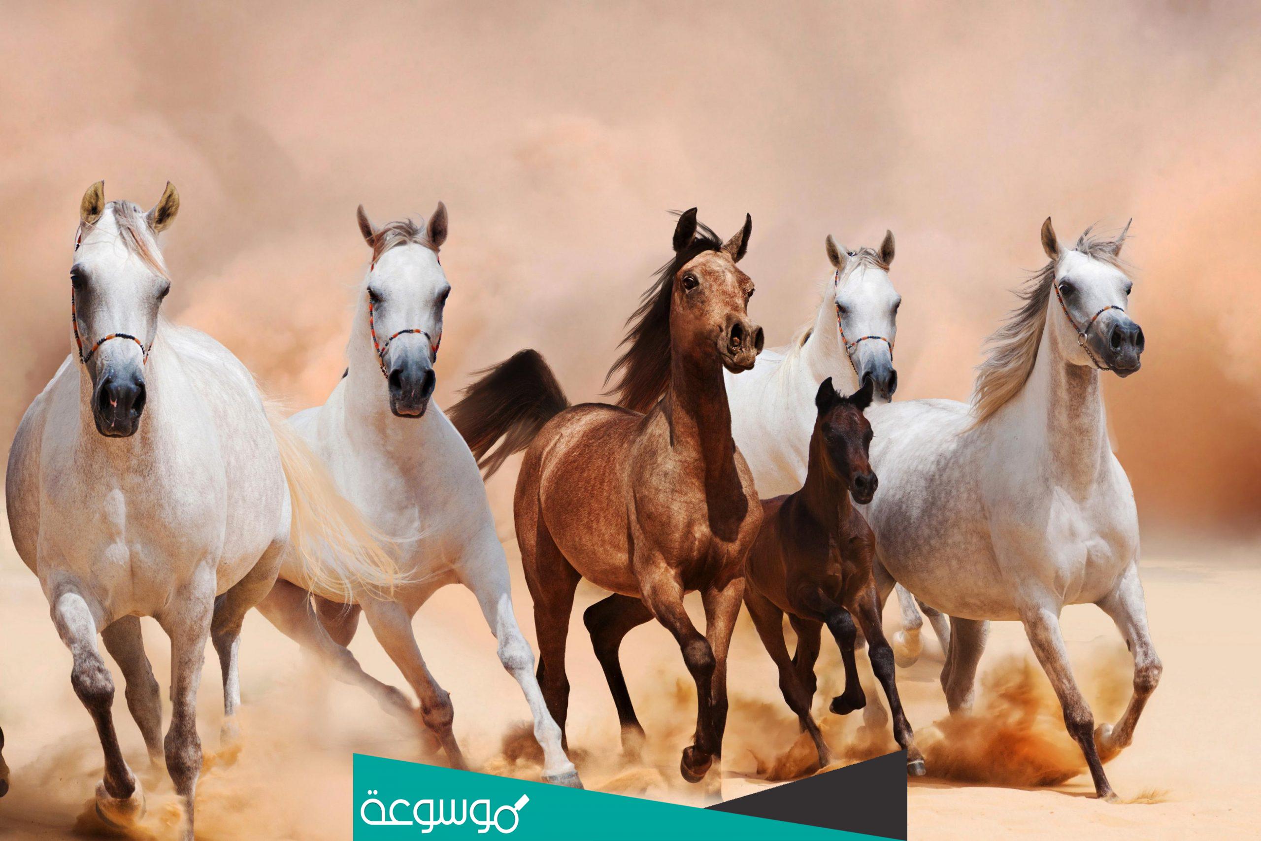 معنى صهاة الخيل في المعاجم