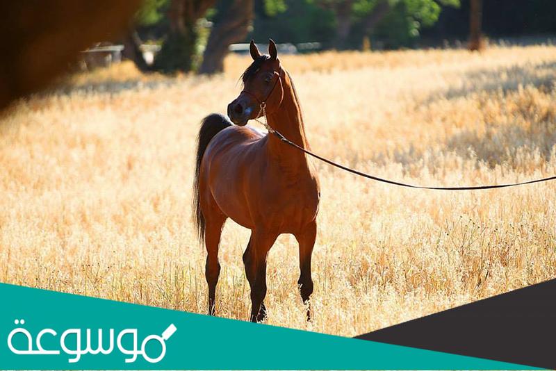 من هو النبي الذي ركب الخيل لاول مره