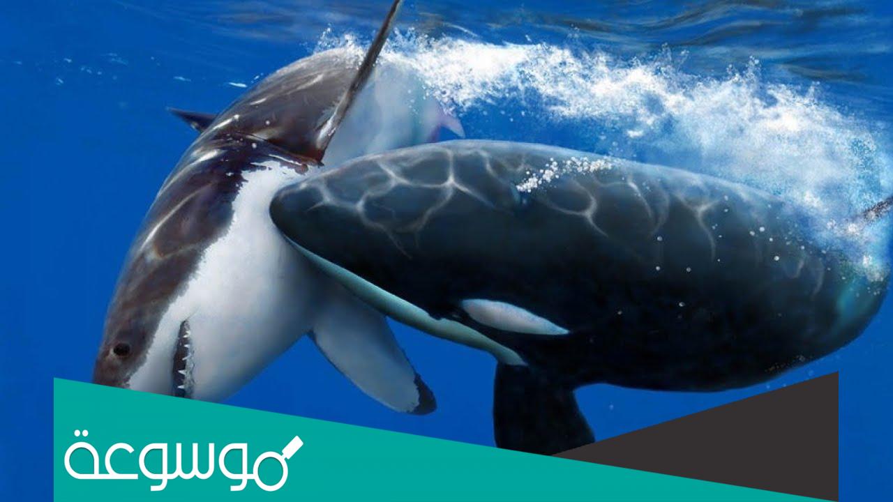 هل حوت الاوركا ياكل البشر