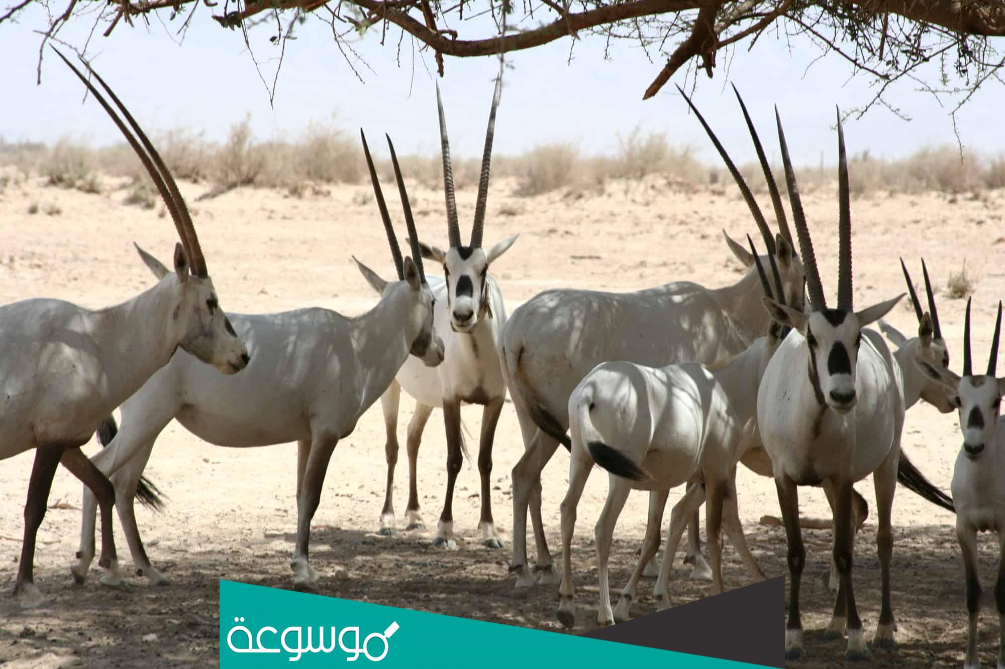 اسماء أشهر المحميات الطبيعية